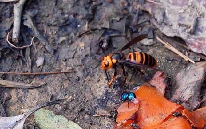 中國大虎頭蜂跟大金環(huán)胡蜂是一種嗎（中國大虎頭蜂跟大金環(huán)胡蜂有區(qū)別么？）