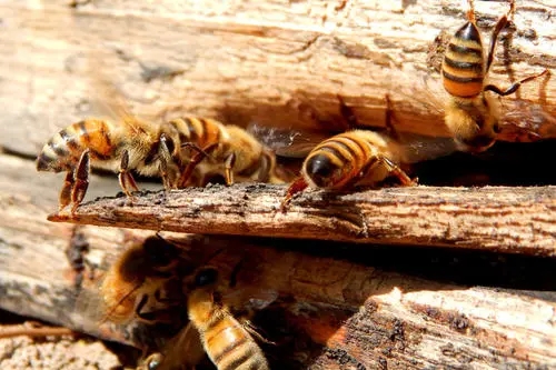 蜜蜂采蜜后花朵怎么樣了 蜜蜂采蜜后花朵怎么樣了