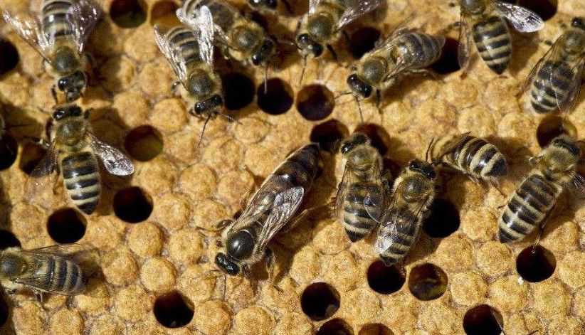 野蜜蜂怎么抓蜂王?(教你怎樣抓蜂王及正確拿法) 野蜜蜂怎么抓蜂王?(教你怎樣抓蜂王及正確拿法)