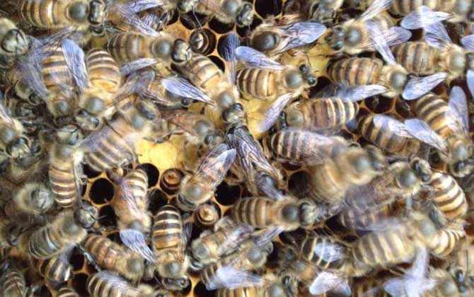 蜂群失王怎么介王(蜂群失王后怎樣介王最好) 蜂群失王怎么介王(蜂群失王后怎樣介王最好)