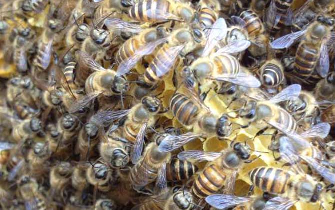 蜂群失王怎么介王(蜂群失王后怎樣介王最好) 蜂群失王怎么介王(蜂群失王后怎樣介王最好)