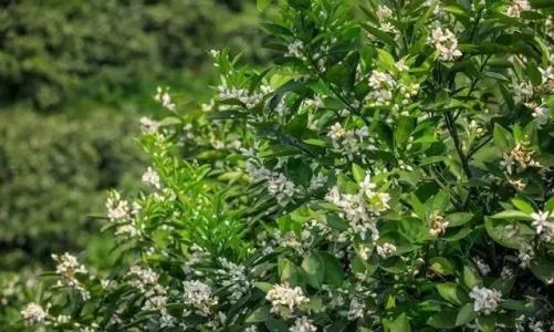 贛南地區(qū)烏桕樹什么月份開始流蜜（江西贛南主要的蜜源植物和花期介紹）