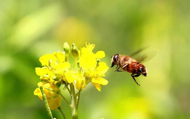 怎樣人工喂養蜜蜂? 怎樣人工喂養蜜蜂?