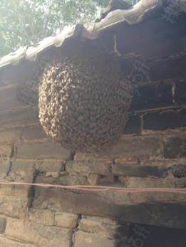 野蜜蜂怎么收回家(野外抓捕蜜蜂回來養的方法) 在野外見到蜜蜂,如何將它們收捕回家?具體方法步驟是什么?