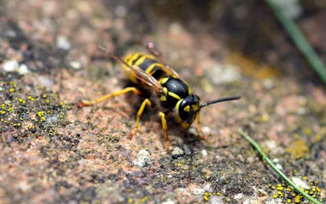 蜜蜂和馬蜂在家打窩是壞事嗎(蜜蜂和馬蜂來(lái)家里是福還是禍?) 蜜蜂和馬蜂在家打窩是壞事嗎(蜜蜂和馬蜂來(lái)家里是福還是禍?)