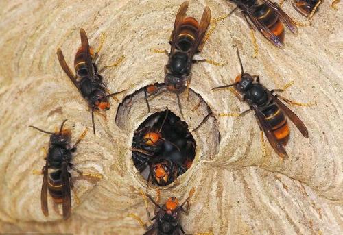 蜜蜂和馬蜂在家打窩是壞事嗎(蜜蜂和馬蜂來(lái)家里是福還是禍?) 蜜蜂和馬蜂在家打窩是壞事嗎(蜜蜂和馬蜂來(lái)家里是福還是禍?)