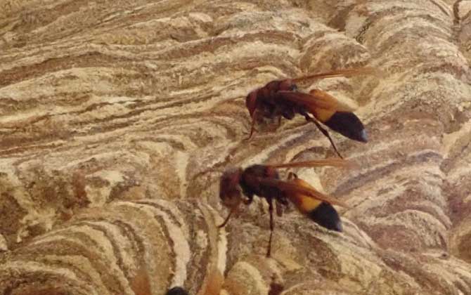 被黃腰虎頭蜂蟄了一下頭怕嗎(黃腰虎頭蜂蟄了怎么處理?) 被黃腰虎頭蜂蟄了一下頭怕嗎(黃腰虎頭蜂蟄了怎么處理?)