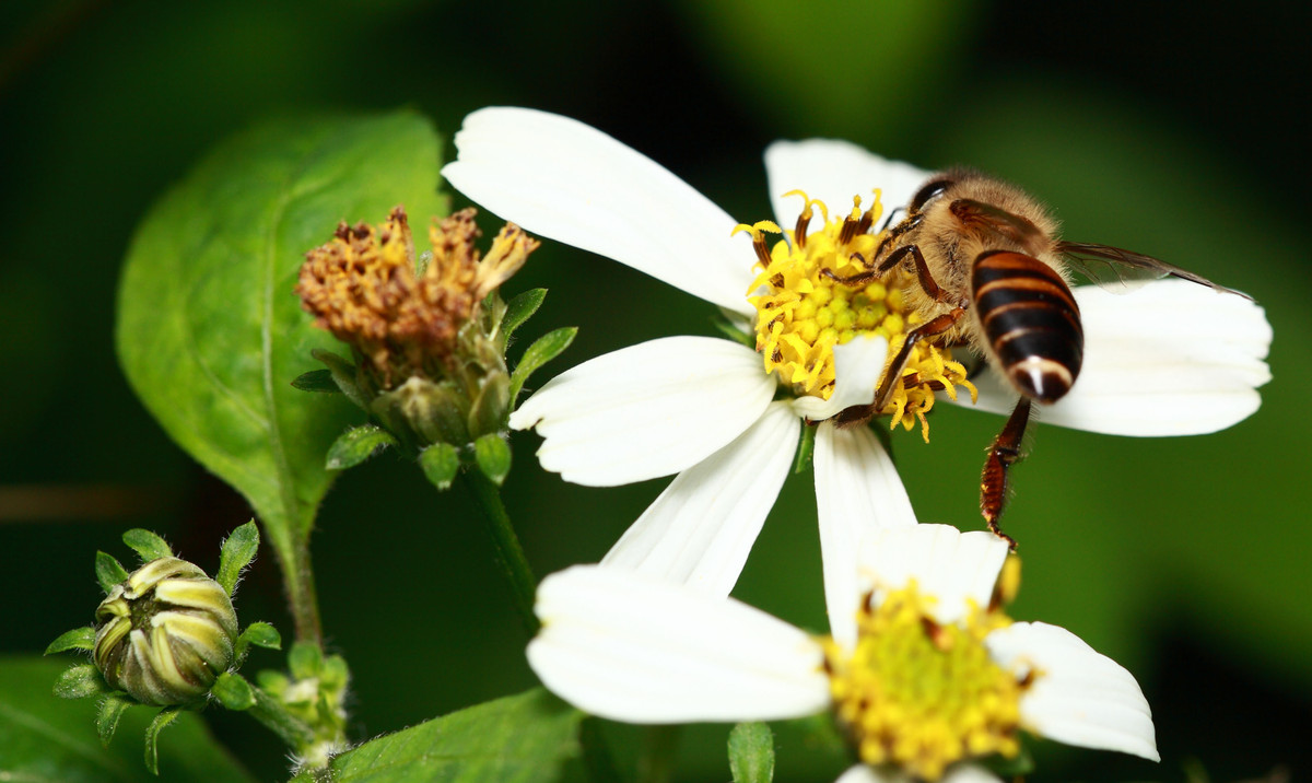 工蜂是干什么的(工蜂的職責(zé)有哪些) 工蜂是干什么的(工蜂的職責(zé)有哪些)