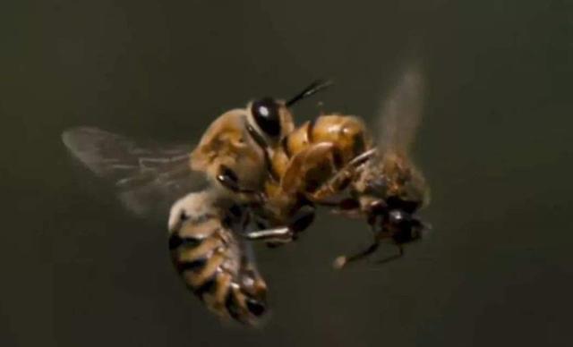 蜂王交尾失敗怎么辦(蜂王交尾失敗怎樣及時(shí)補(bǔ)救) 蜂王交尾失敗怎么辦(蜂王交尾失敗怎樣及時(shí)補(bǔ)救)