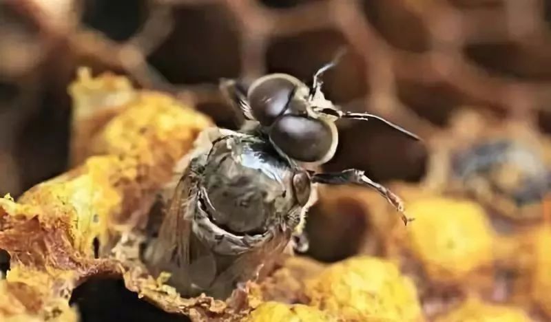 蜂王交尾失敗怎么辦(蜂王交尾失敗怎樣及時(shí)補(bǔ)救) 蜂王交尾失敗怎么辦(蜂王交尾失敗怎樣及時(shí)補(bǔ)救)