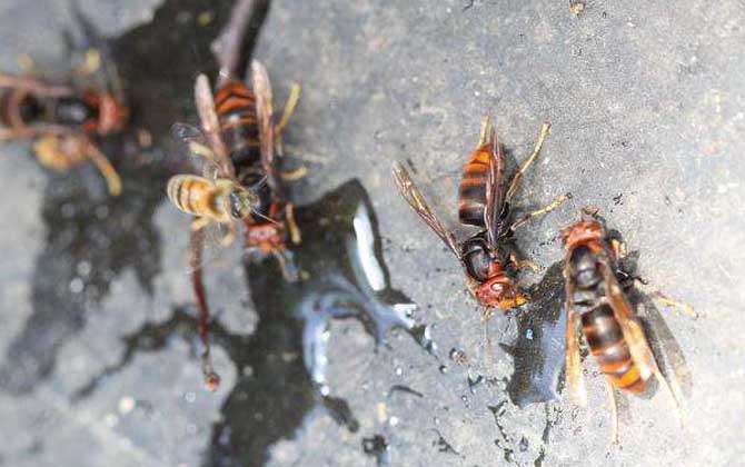 黃腳胡蜂(黃腳胡蜂的形態(tài)特征和生活習(xí)性) 黃腳胡蜂(黃腳胡蜂的形態(tài)特征和生活習(xí)性)