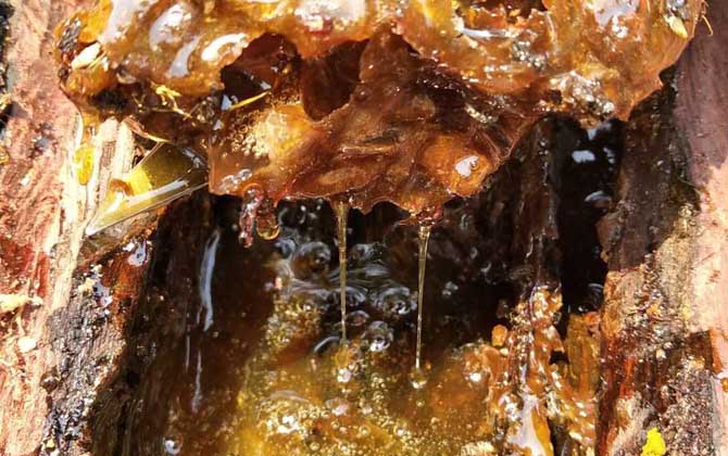 酸蜂蜜的價格是多少(云南酸蜂蜜多少錢一斤) 酸蜂蜜的價格是多少(云南酸蜂蜜多少錢一斤)