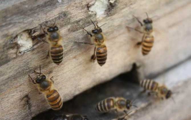 阿壩中蜂優(yōu)奌和缺奌(阿壩中蜂有哪些優(yōu)點(diǎn)和缺點(diǎn)) 阿壩中蜂優(yōu)奌和缺奌(阿壩中蜂有哪些優(yōu)點(diǎn)和缺點(diǎn))