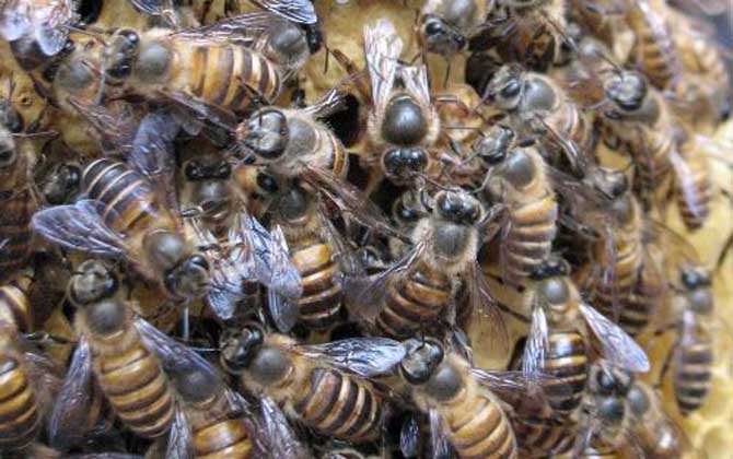 阿壩中蜂優(yōu)奌和缺奌(阿壩中蜂有哪些優(yōu)點(diǎn)和缺點(diǎn)) 阿壩中蜂優(yōu)奌和缺奌(阿壩中蜂有哪些優(yōu)點(diǎn)和缺點(diǎn))