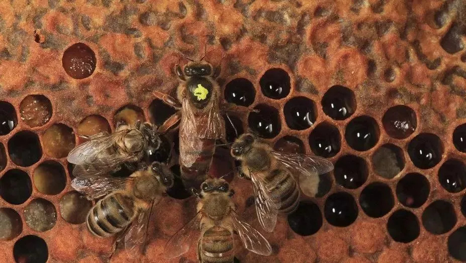 蜂王出逃剪翅對蜂王有影響嗎(蜂王剪了翅膀蜜蜂還會逃嗎) 蜂王出逃剪翅對蜂王有影響嗎(蜂王剪了翅膀蜜蜂還會逃嗎)