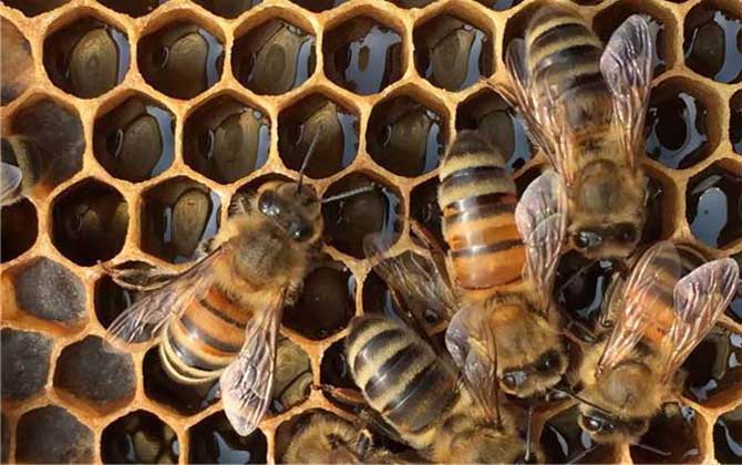 琿春黑蜂盜性強嗎 琿春黑蜂盜性