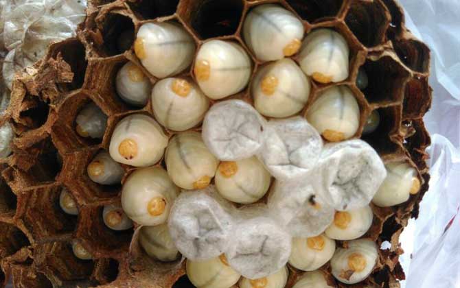 中國大虎頭蜂是益蟲嗎（虎頭蜂是益蟲還是害蟲？）