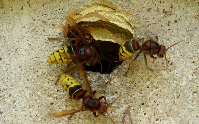 中國大虎頭蜂是益蟲嗎（虎頭蜂是益蟲還是害蟲？）