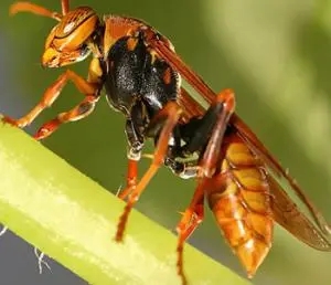 牛角蜂有蜂蜜嗎 牛角蜂有蜂蜜嗎