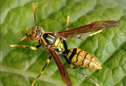牛角蜂有蜂蜜嗎 牛角蜂有蜂蜜嗎
