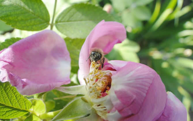 誘蜂的訣竅及注意事項 誘蜂訣竅