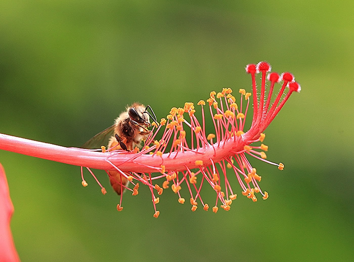 【蜜蜂知識】蜂王不產卵是什么原因? 蜂王不產卵是什么原因?