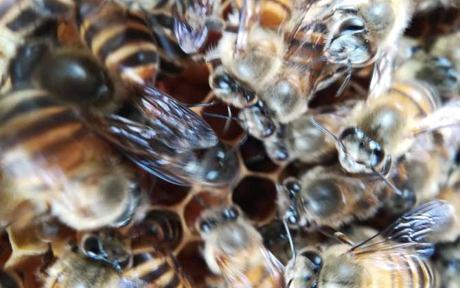 阿壩王是中蜂嗎(阿壩蜂王和中蜂蜂王有什么區(qū)別) 阿壩王是中蜂嗎(阿壩蜂王和中蜂蜂王有什么區(qū)別)