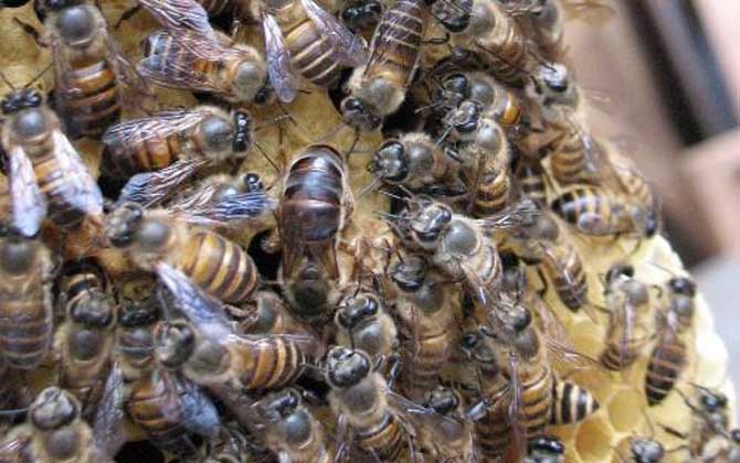 阿壩王是中蜂嗎(阿壩蜂王和中蜂蜂王有什么區(qū)別) 阿壩王是中蜂嗎(阿壩蜂王和中蜂蜂王有什么區(qū)別)