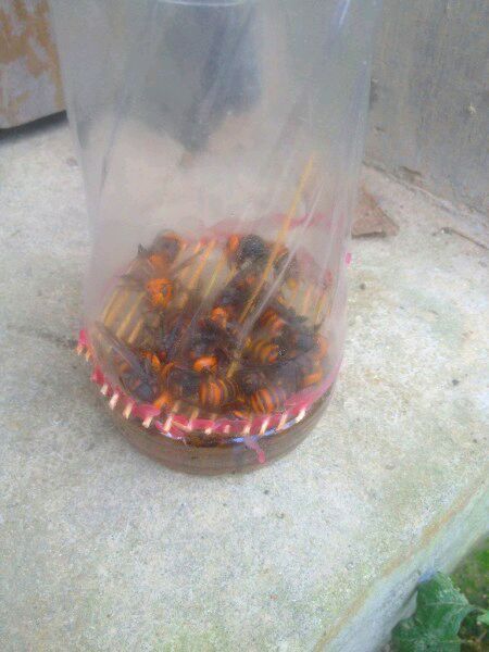 中國大虎頭蜂怎么誘捕（捕捉虎頭蜂的步驟）