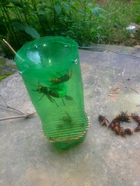 中國大虎頭蜂怎么誘捕（捕捉虎頭蜂的步驟）