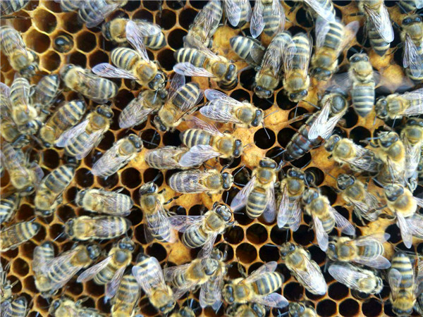 東北黑蜂繁殖技術(東北黑蜂純種蜂王價格) 東北黑蜂繁殖技術(東北黑蜂純種蜂王價格)