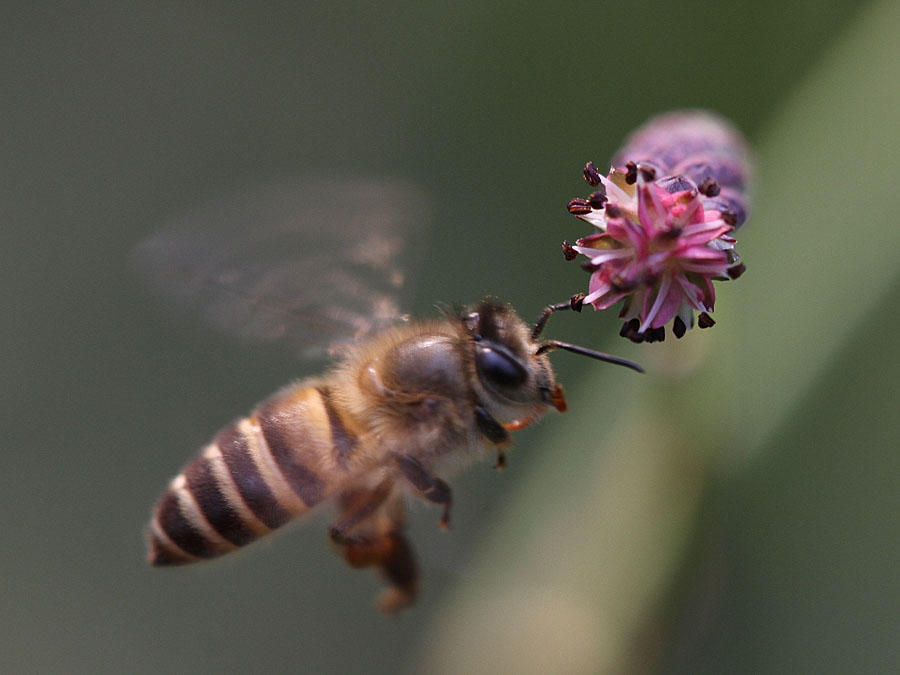新手養(yǎng)蜂入門蜜蜂打架的原因(蜜蜂打架的原因及解決辦法) 新手養(yǎng)蜂入門蜜蜂打架的原因(蜜蜂打架的原因及解決辦法)