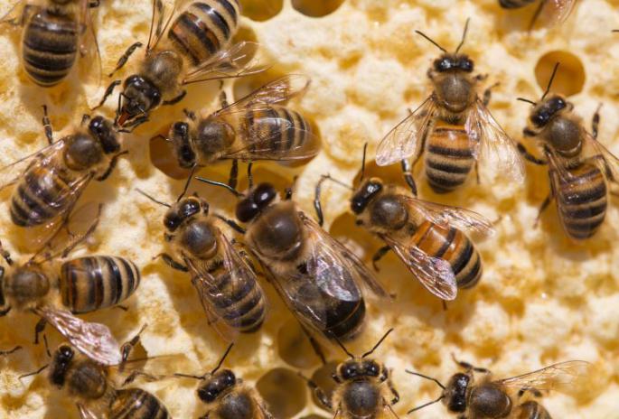 養(yǎng)蜂春繁濕度大怎么辦（風(fēng)向潮濕的原因和處理辦法）