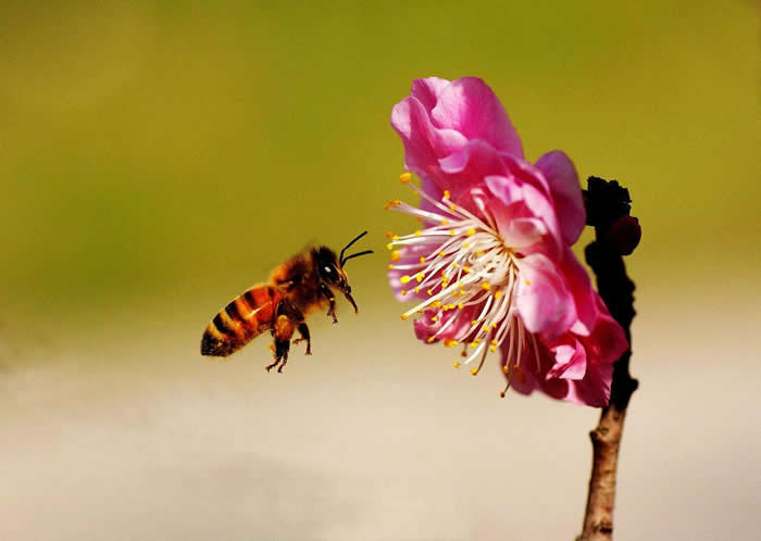 意大利蜂最怕什么？