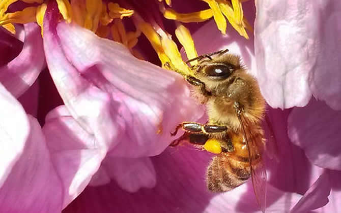阿壩中蜂 阿壩中蜂