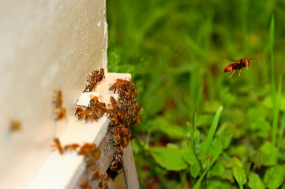 夏季養(yǎng)蜂如何消滅胡蜂(養(yǎng)蜂怎么防胡蜂) 夏季養(yǎng)蜂如何消滅胡蜂(養(yǎng)蜂怎么防胡蜂)
