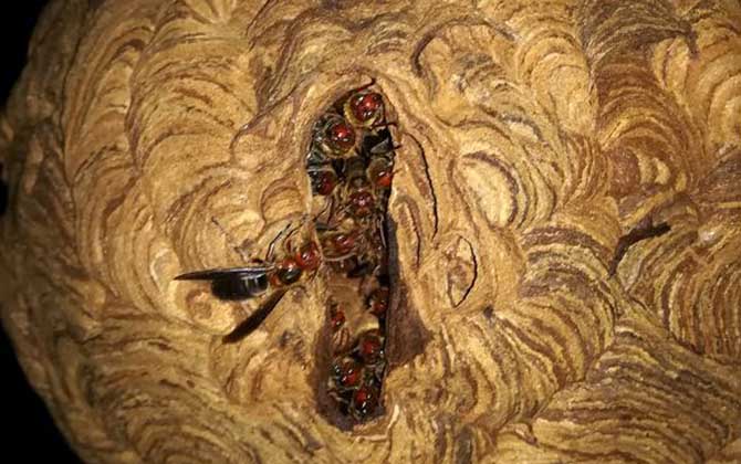 夏季養(yǎng)蜂如何消滅胡蜂(養(yǎng)蜂怎么防胡蜂) 夏季養(yǎng)蜂如何消滅胡蜂(養(yǎng)蜂怎么防胡蜂)