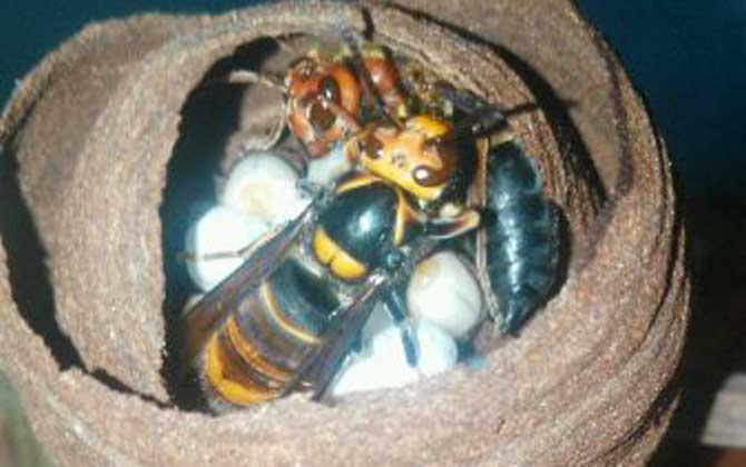 夏季養(yǎng)蜂如何消滅胡蜂(養(yǎng)蜂怎么防胡蜂) 夏季養(yǎng)蜂如何消滅胡蜂(養(yǎng)蜂怎么防胡蜂)