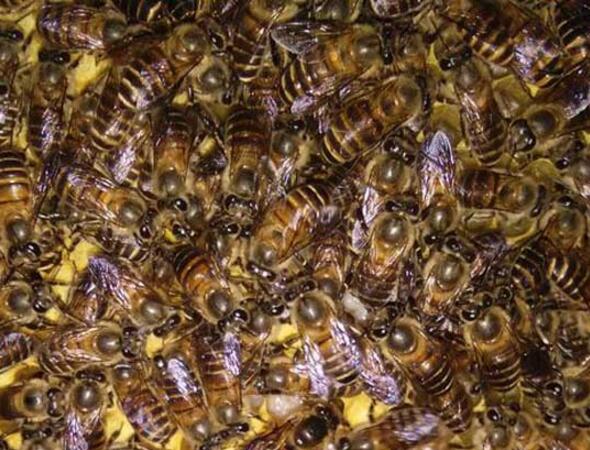 蜜蜂最簡單的殺螨方法(怎么殺螨) 蜜蜂最簡單的殺螨方法(怎么殺螨)