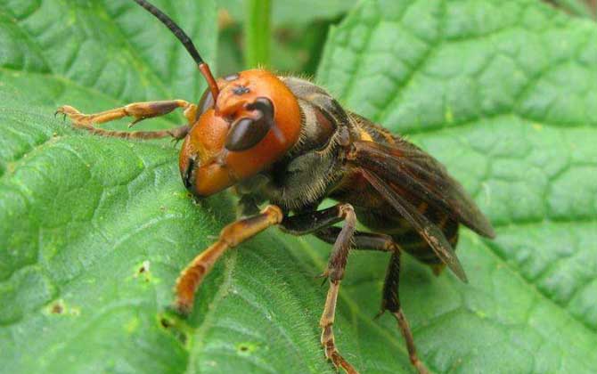中國大虎頭蜂怎么處理(被大虎頭蜂蟄了怎么辦?) 中國大虎頭蜂