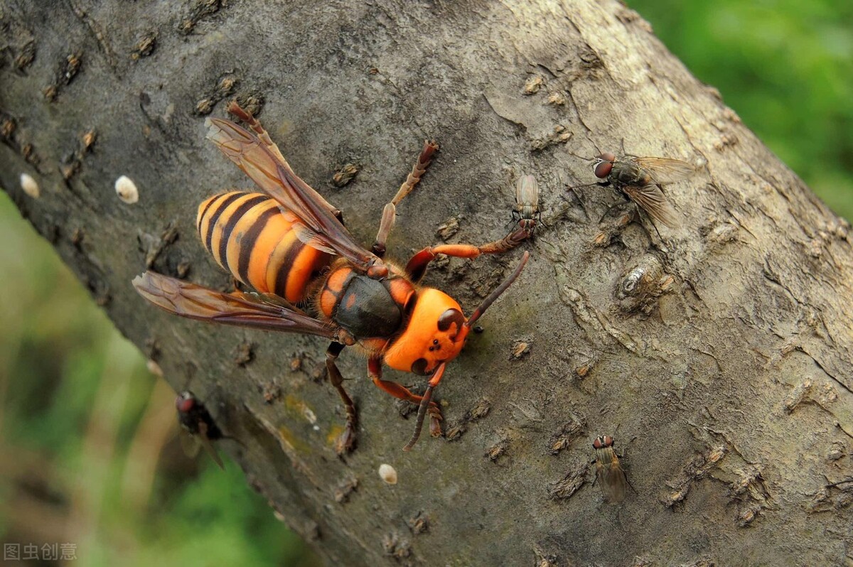 五大毒蜂有哪些(世界五大毒蜂排名) 五大毒蜂有哪些(世界五大毒蜂排名)