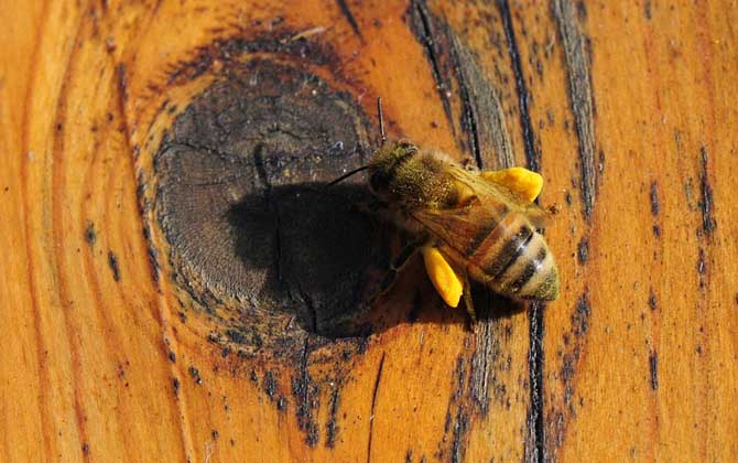 如何自學養蜂技術(新手怎樣學養蜜蜂) 如何自學養蜂技術(新手怎樣學養蜜蜂)