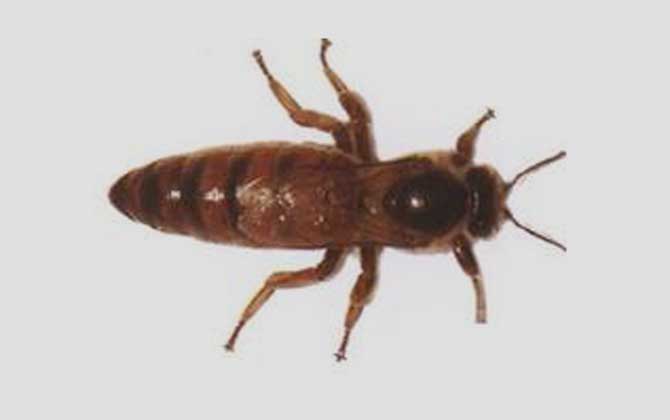 卡尼鄂拉蜂的生產性能怎么樣(卡尼鄂拉蜂蜂種論述) 卡尼鄂拉蜂