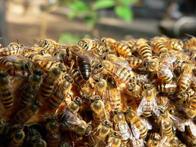 中華蜜蜂常見的疾病是什么，該怎么防治？