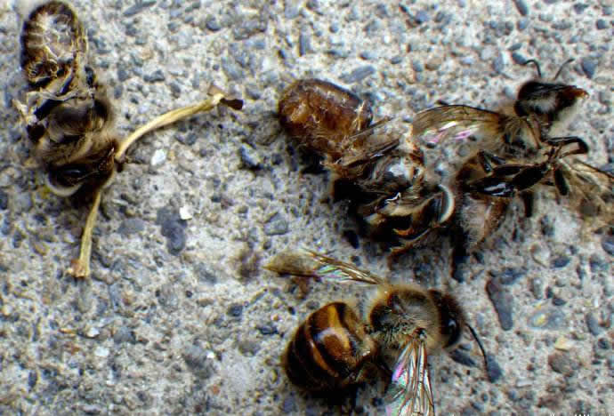 中華蜜蜂常見的疾病是什么，該怎么防治？