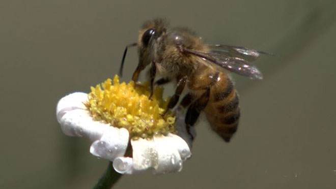 中華蜜蜂常見的疾病是什么，該怎么防治？