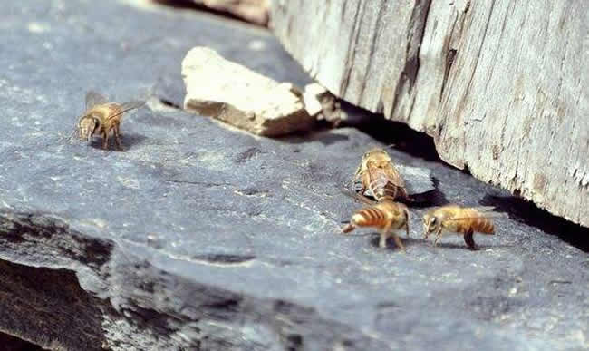 中華蜜蜂常見的疾病是什么，該怎么防治？