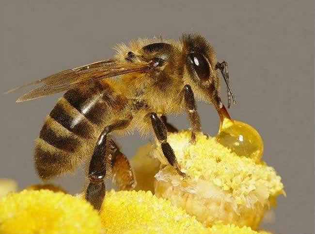 中華蜜蜂常見的疾病是什么，該怎么防治？