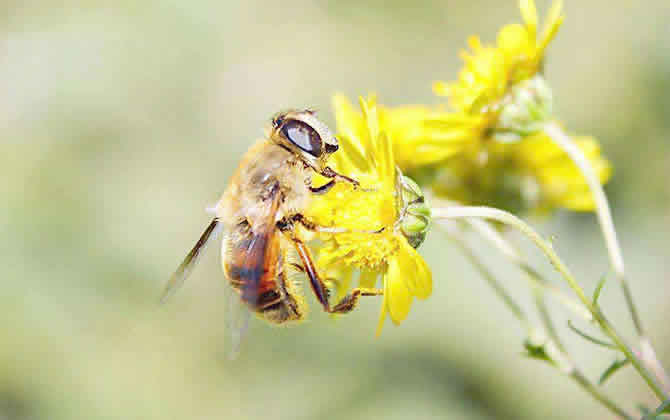 中蜂爛子病因 中蜂爛子病因