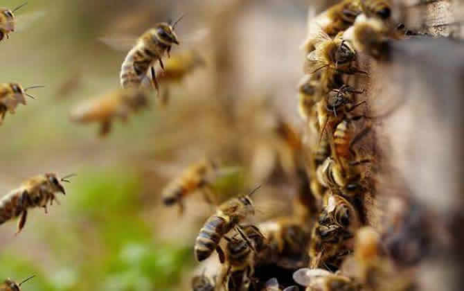 中蜂爛子病因 中蜂爛子病因